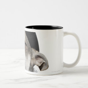 Wide-angle of a Chihuahua with his eyes closed Two-Tone Coffee Mug