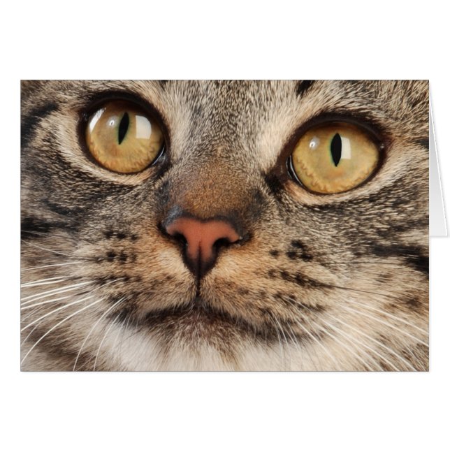 Wide-Eyed Tabby Cat (Front Horizontal)