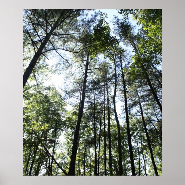 Widewater Trees in the sun Poster (Front)