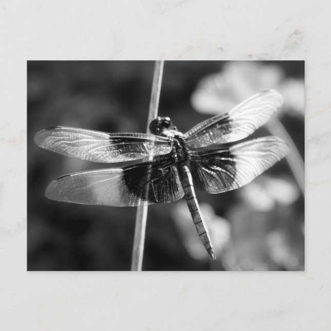 Widow Skimmer Dragonfly Black & White Photography Postcard (Front)