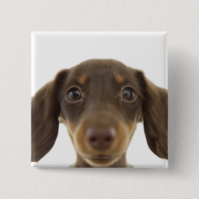 Wiener Dog (brown) 2 2 Inch Square Button (Front)
