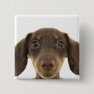 Wiener Dog (brown) 2 2 Inch Square Button