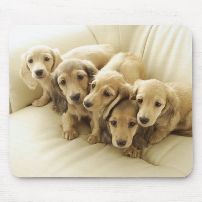 Wiener puppies mouse pad (Front)