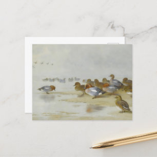 Wigeon and Teal by the water's edge, Art  Postcard