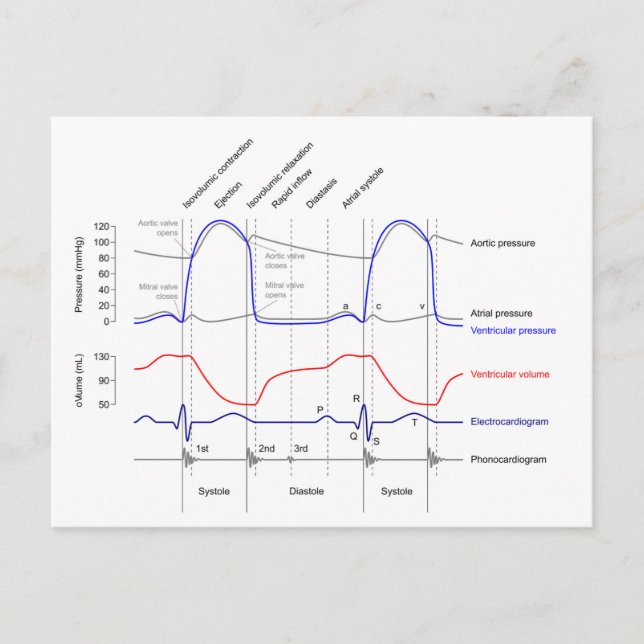 Wiggers Diagram cardiaccycle events left ventricle Postcard (Front)
