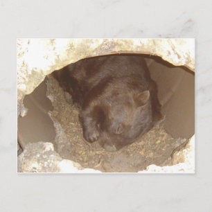 Wild About Wombats Postcard