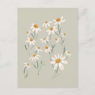 Wild Aesthetic Chamomile Camomile Delicate Flowers Holiday Postcard