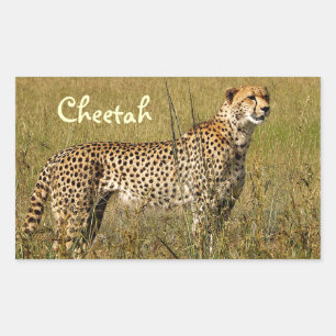 Wild African Cheetah in Savannah Grasses Sticker