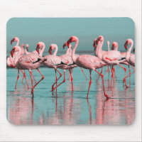 Wild African flamingos