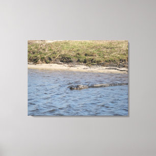 Wild Alligator at Riverbank – Florida Wildlife Canvas Print