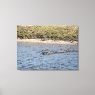 Wild Alligator at Riverbank – Florida Wildlife  Canvas Print