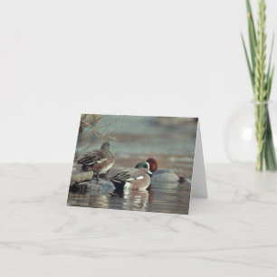 wild american wigeon duck note card