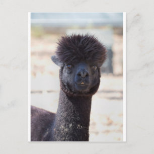 Wild and Crazy Alpaca Hair Style Postcard