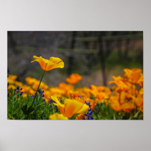 wild and free poster