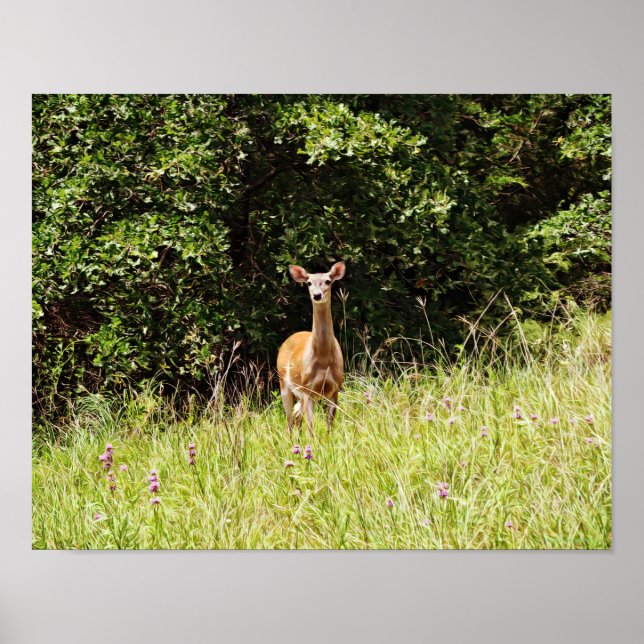Wild and Sweet Deer Photographic Art Print (Front)