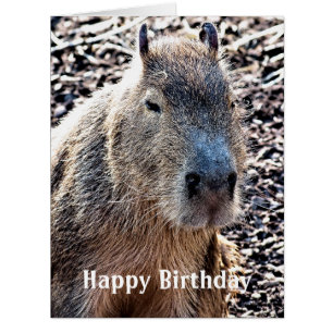 WILD ANIMAL CAPYBARA