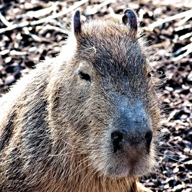 WILD ANIMAL CAPYBARA PLAYING CARDS (Creator Uploaded)