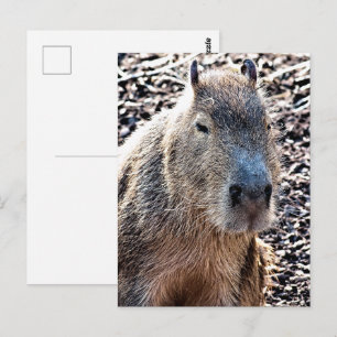 WILD ANIMAL CAPYBARA POSTCARD