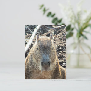 WILD ANIMAL CAPYBARA POSTCARD