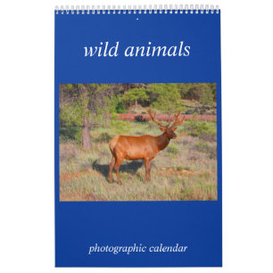 wild animal photo calendar