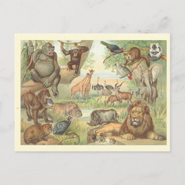 Wild Animals of Africa Postcard (Front)