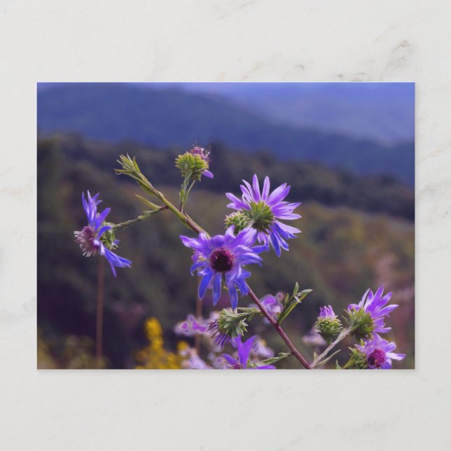 Wild Asters Postcard (Front)