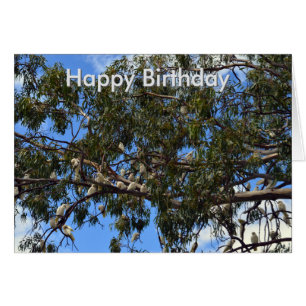 Wild Australian Cockatoos, Birthday Card