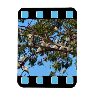 Wild Australian Cockatoos In Gum Trees, Magnet