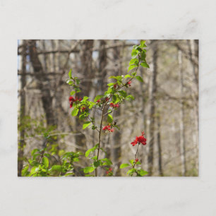 Wild Azalea Bush at Smoky Mountains Postcard