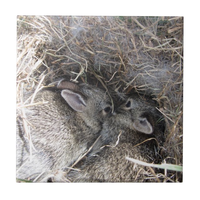 Wild Baby Bunnies Tile (Front)