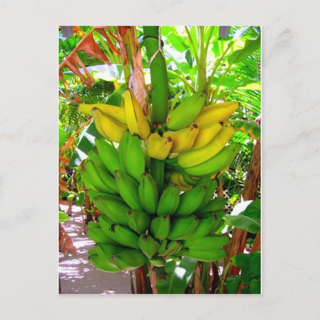 WILD BANANAS! POSTCARD (Front)