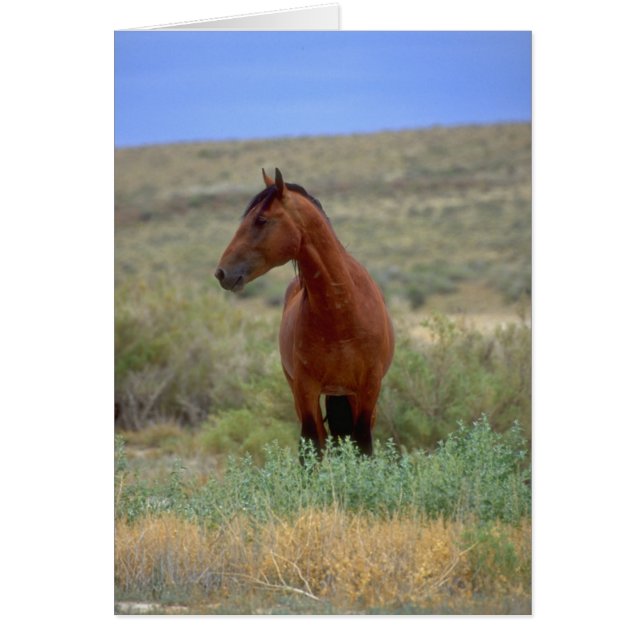 Wild Bay Horse, Wyoming (Devant)