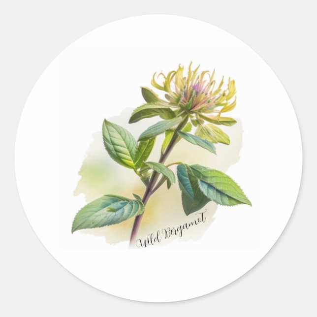 Wild Bergamot Classic Round Sticker (Front)