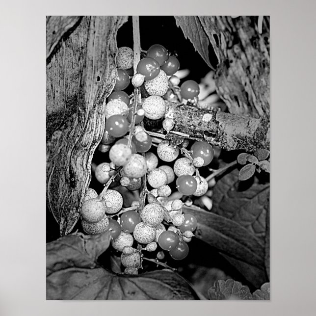Wild Berries In Black And White Nature Poster (Front)