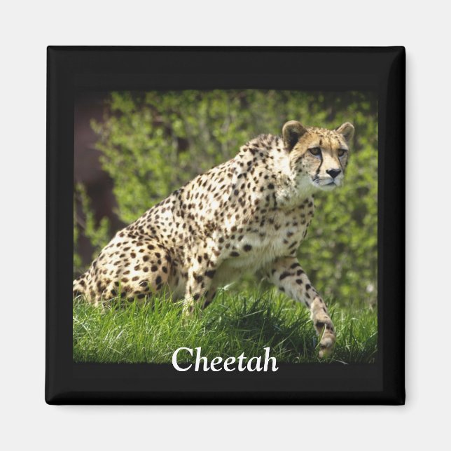 Wild Big Cats Animal-lover Design Magnet (Front)