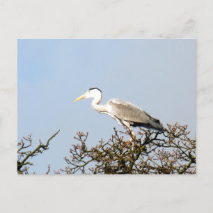 WILD BIRD HERON POSTCARD