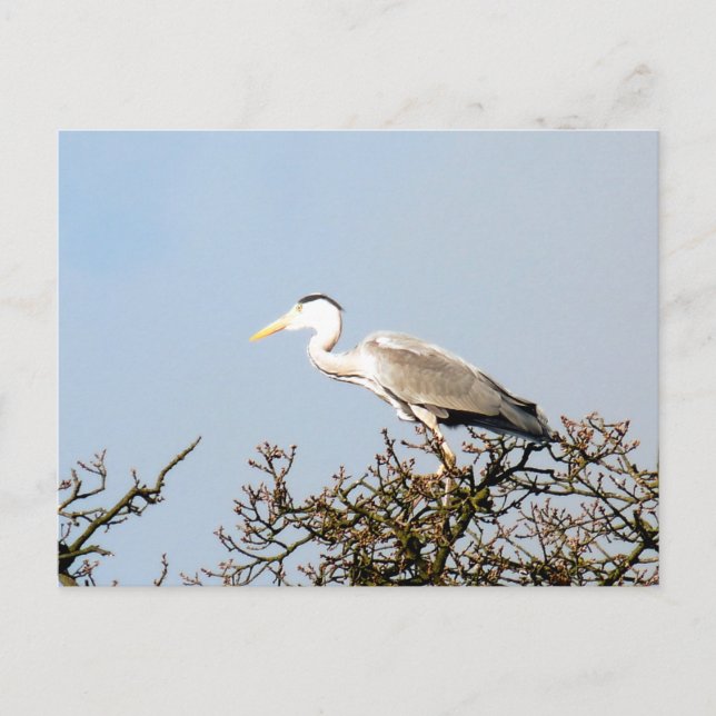 WILD BIRD HERON POSTCARD (Front)