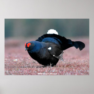 Wild Black Grouse Poster