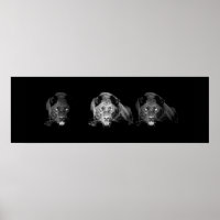 Wild Black Jaguar Cat Eyes Poster