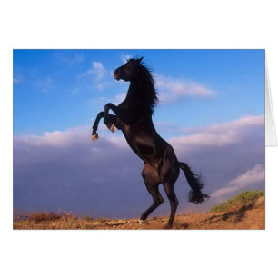 Wild Black Stallion Rearing Horse