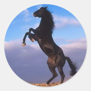 Wild Black Stallion Rearing Horse Classic Round Sticker