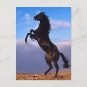 Wild Black Stallion Rearing Horse Postcard
