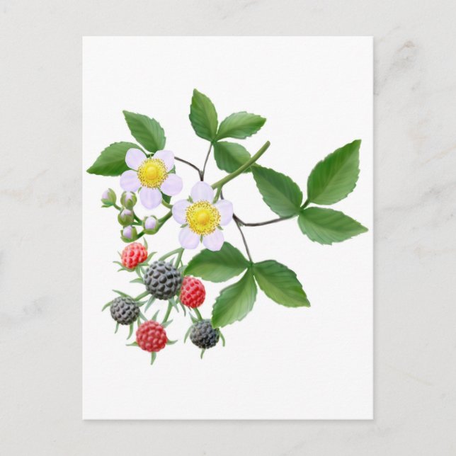 Wild Blackberries Postcard (Front)