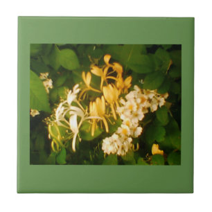 Wild Blooming Rose Honeysuckle Ceramic Tile
