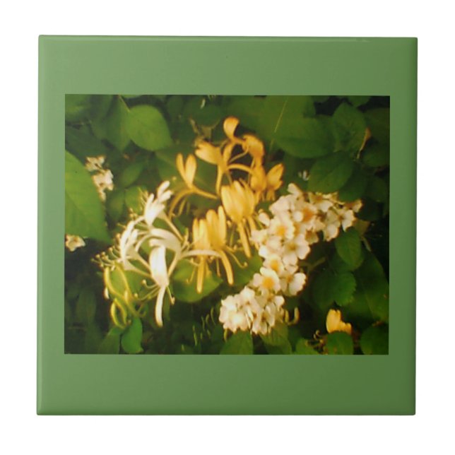 Wild Blooming Rose Honeysuckle Ceramic Tile (Front)