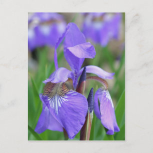 Wild Blue Flag Iris Flower Postcard