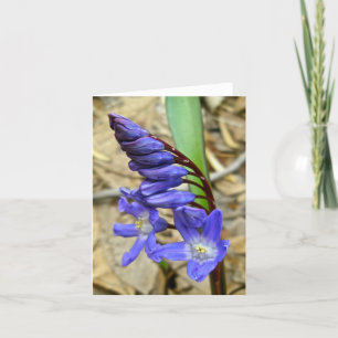 Wild Blue Hyacinth Note Card