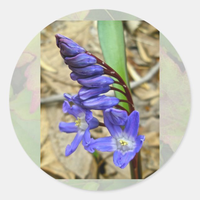 Wild Blue Hyacinth Stickers (Front)