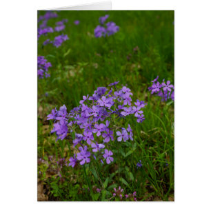 Wild Blue Phlox