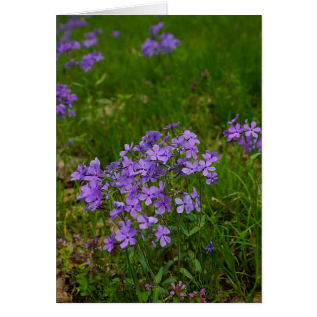 Wild Blue Phlox (Front)